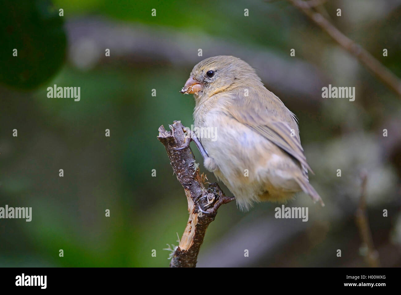 Small insectivorous tree finch, Small tree finch (Camarhynchus parvulus), sitting on a branch, Ecuador, Galapagos Islands, Isabela Stock Photo