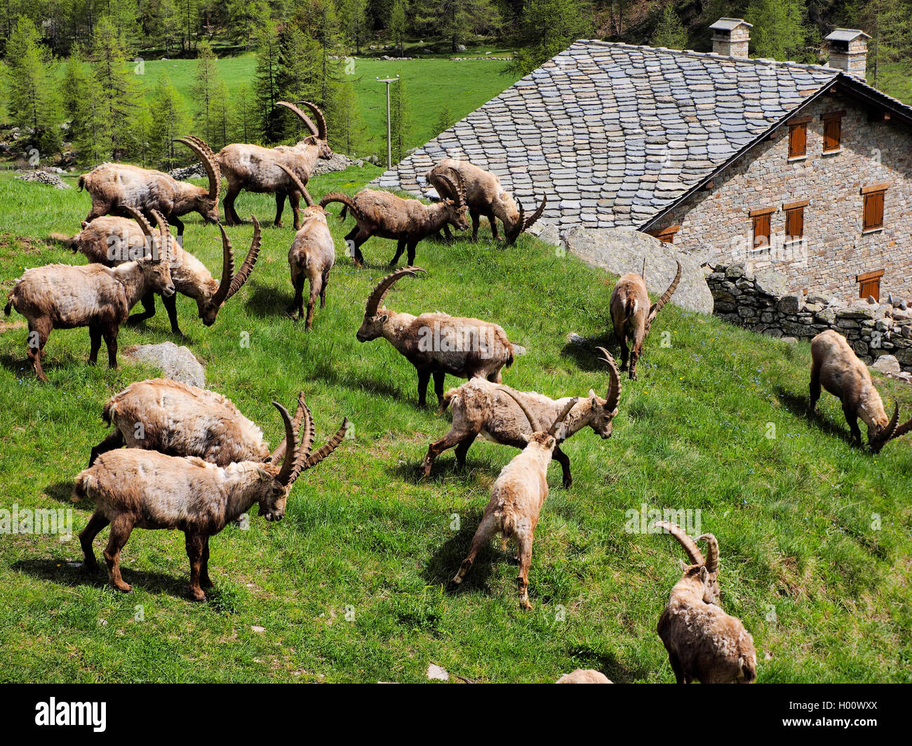 Alpen-Steinbock, Alpensteinbock (Capra ibex, Capra ibex ibex), Steinboecke vor alter Berghuette, Italien, Gran Paradiso National Stock Photo