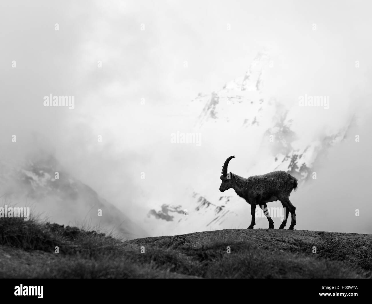 Alpine ibex (Capra ibex, Capra ibex ibex), ibex on a roch with ascending mist at the beginning of summer, Italy, Gran Paradiso National Park, Ceserole reale Stock Photo