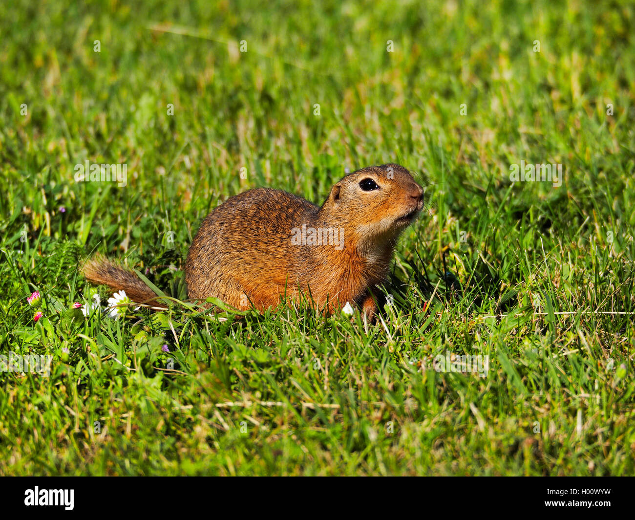 European ground squirrel, European suslik, European souslik (Citellus citellus, Spermophilus citellus), sitting in a meadow, side view, Austria, Burgenland Stock Photo