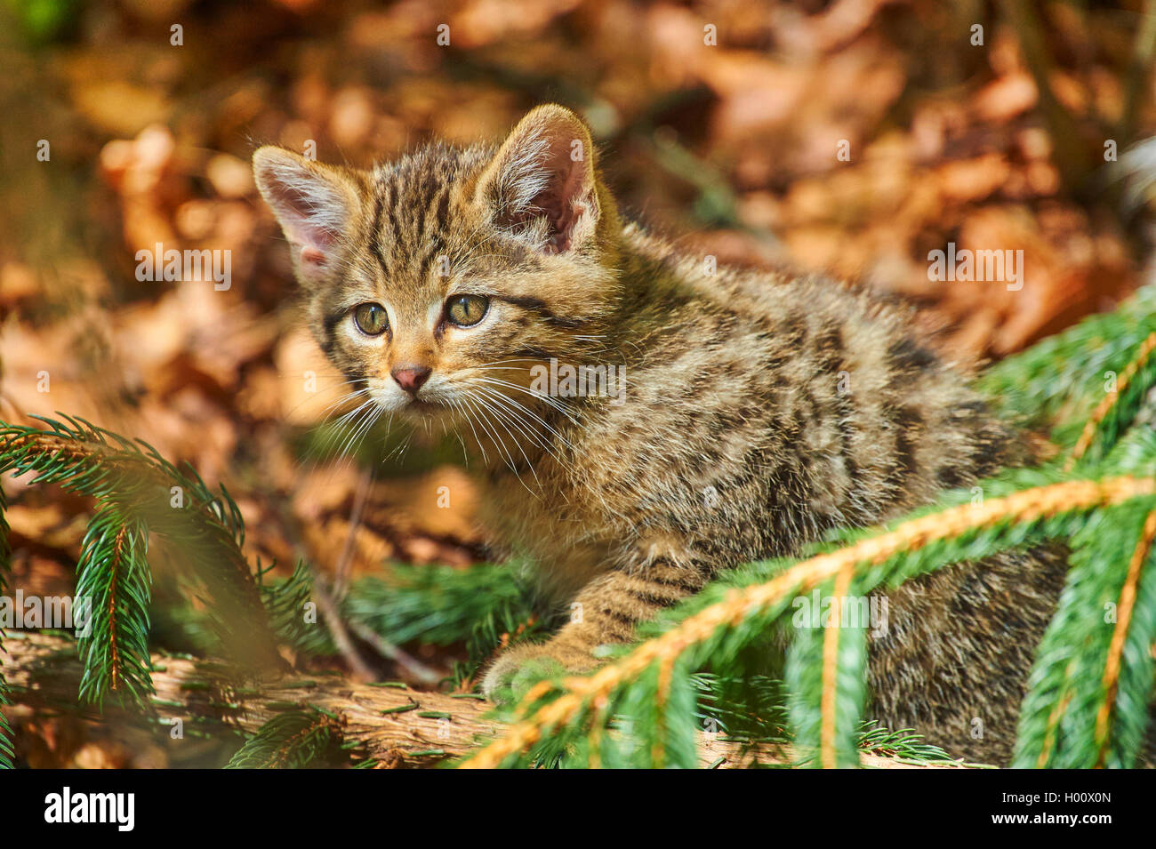 European wildcat, forest wildcat (Felis silvestris silvestris), kitten in a forest, Germany, Bavaria, Bavarian Forest National Park Stock Photo