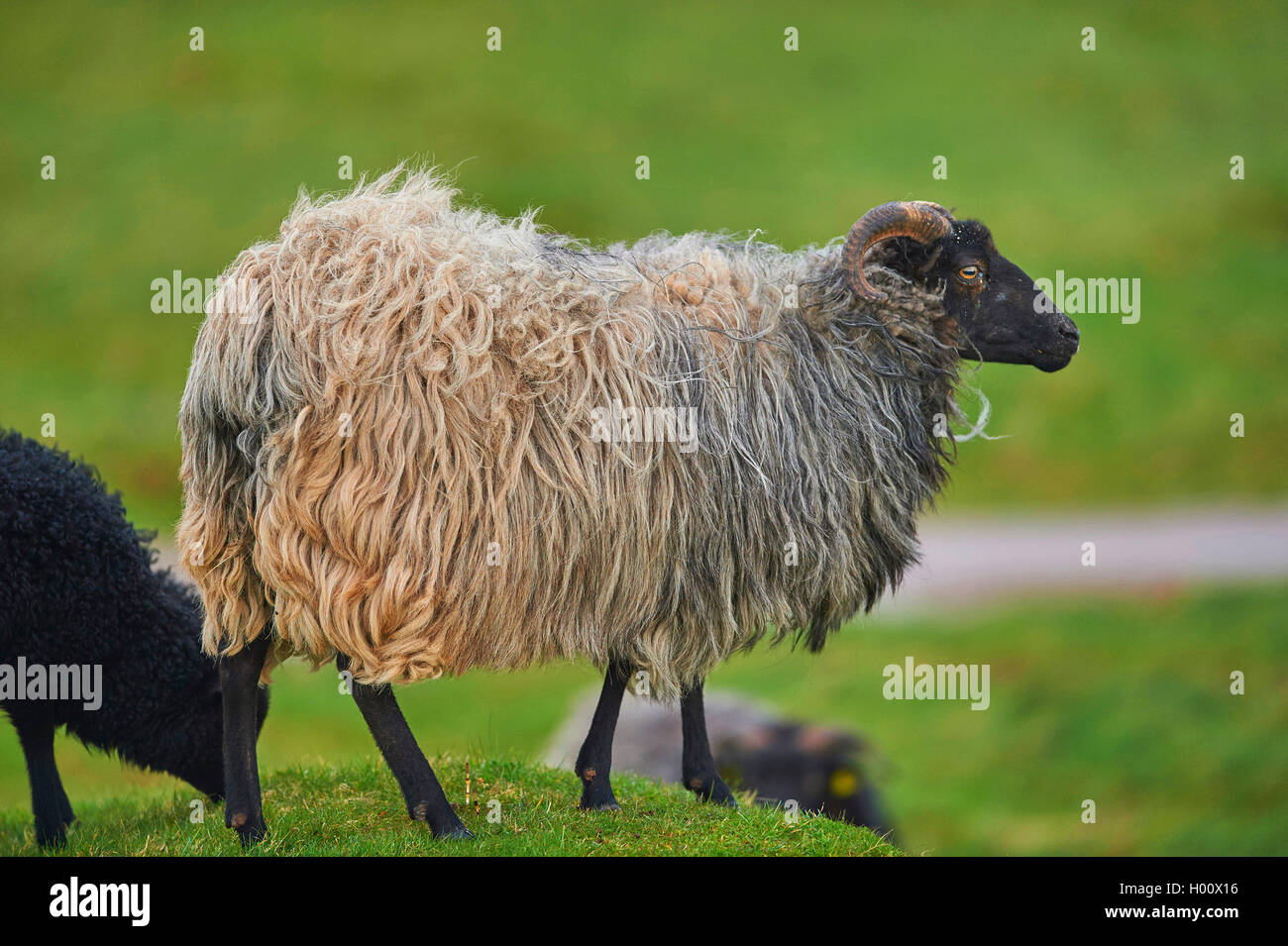Heidschnucke, Heath sheep (Ovis ammon f. aries), in a meadow, Germany, Schleswig-Holstein, Heligoland Stock Photo
