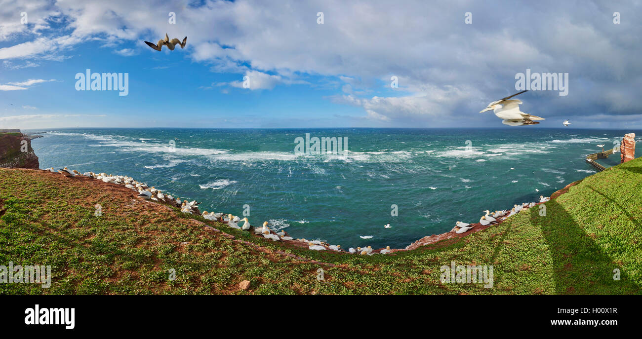 panoramic view of the coastline of Helgoland with Lange Anna, Germany, Schleswig-Holstein, Heligoland Stock Photo