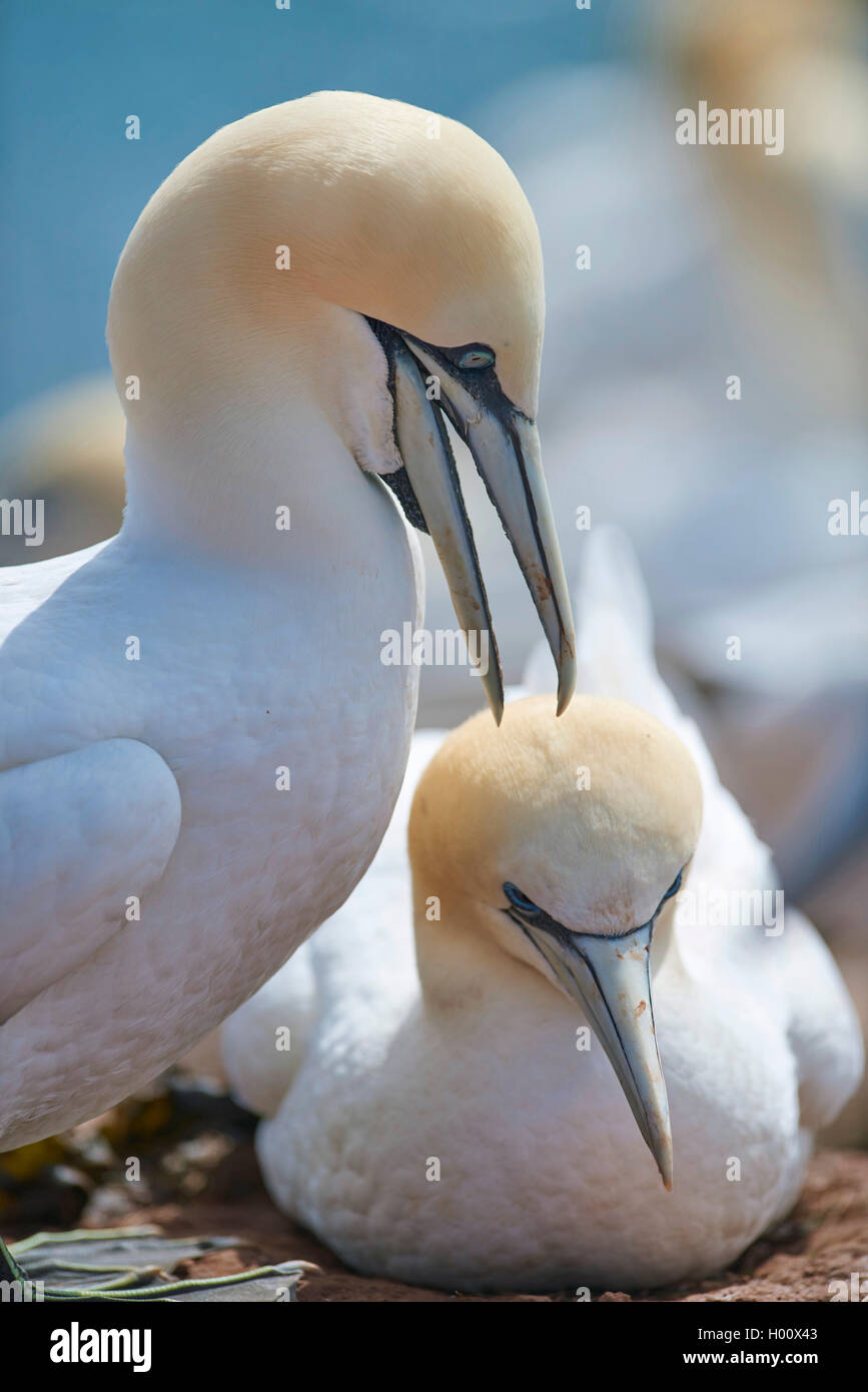 northern-gannet-sula-bassana-morus-bassanus-breeding-couple
