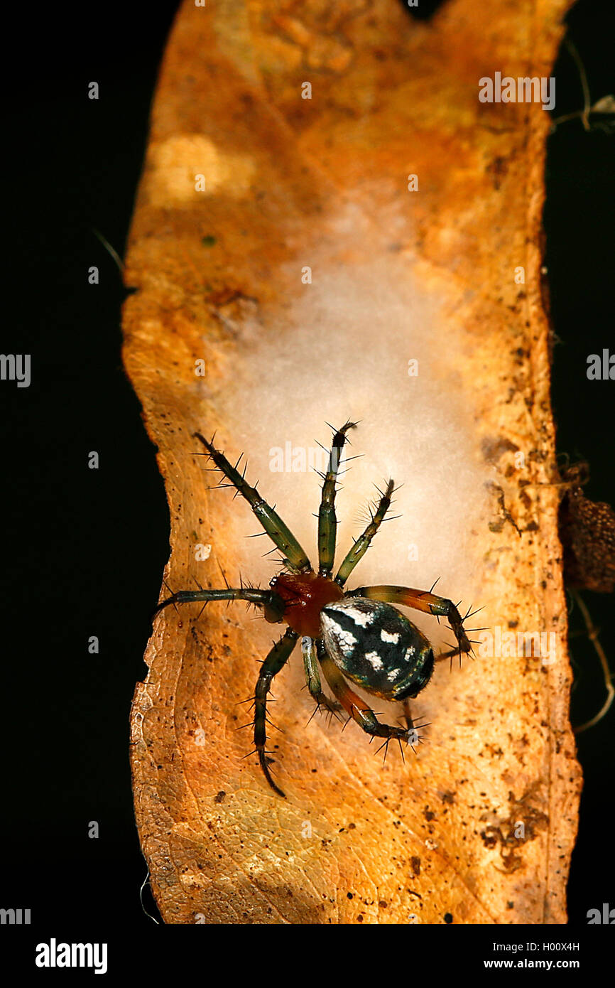 orbweavers, orb-weaving spiders (broad-bodied orbweavers) (Araneidae), sitting on a leaf, Costa Rica Stock Photo
