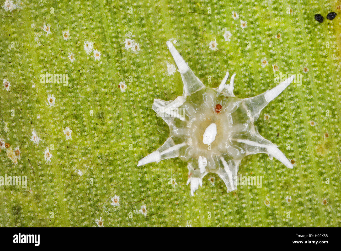mealy bug (cf, Vinsonia), on a leaf, Costa Rica Stock Photo