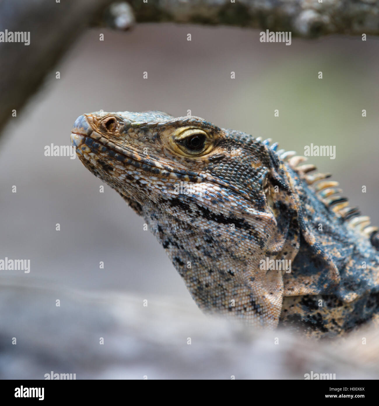 large garrobo or iguana  in the central pacific of Costa Rica enjoying the sunshine Stock Photo