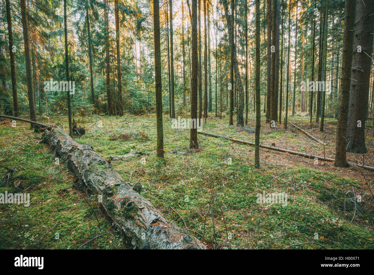 Wild Autumn Forest. Fallen Trees In Green Coniferous Forest Stock Photo