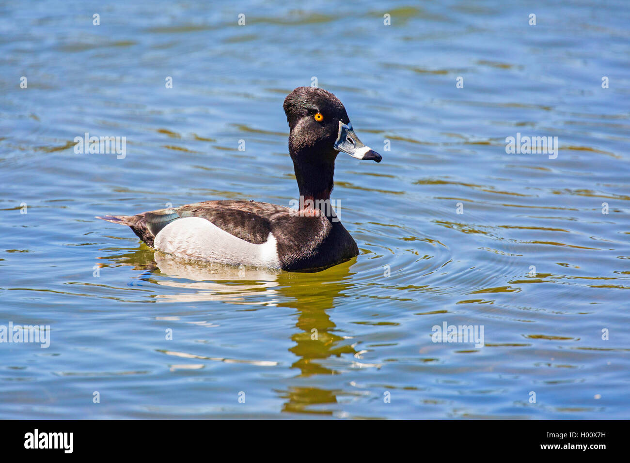 ring-neched duck (Aythya collaris), mal on the water, USA, Arizona, Phoenix Stock Photo