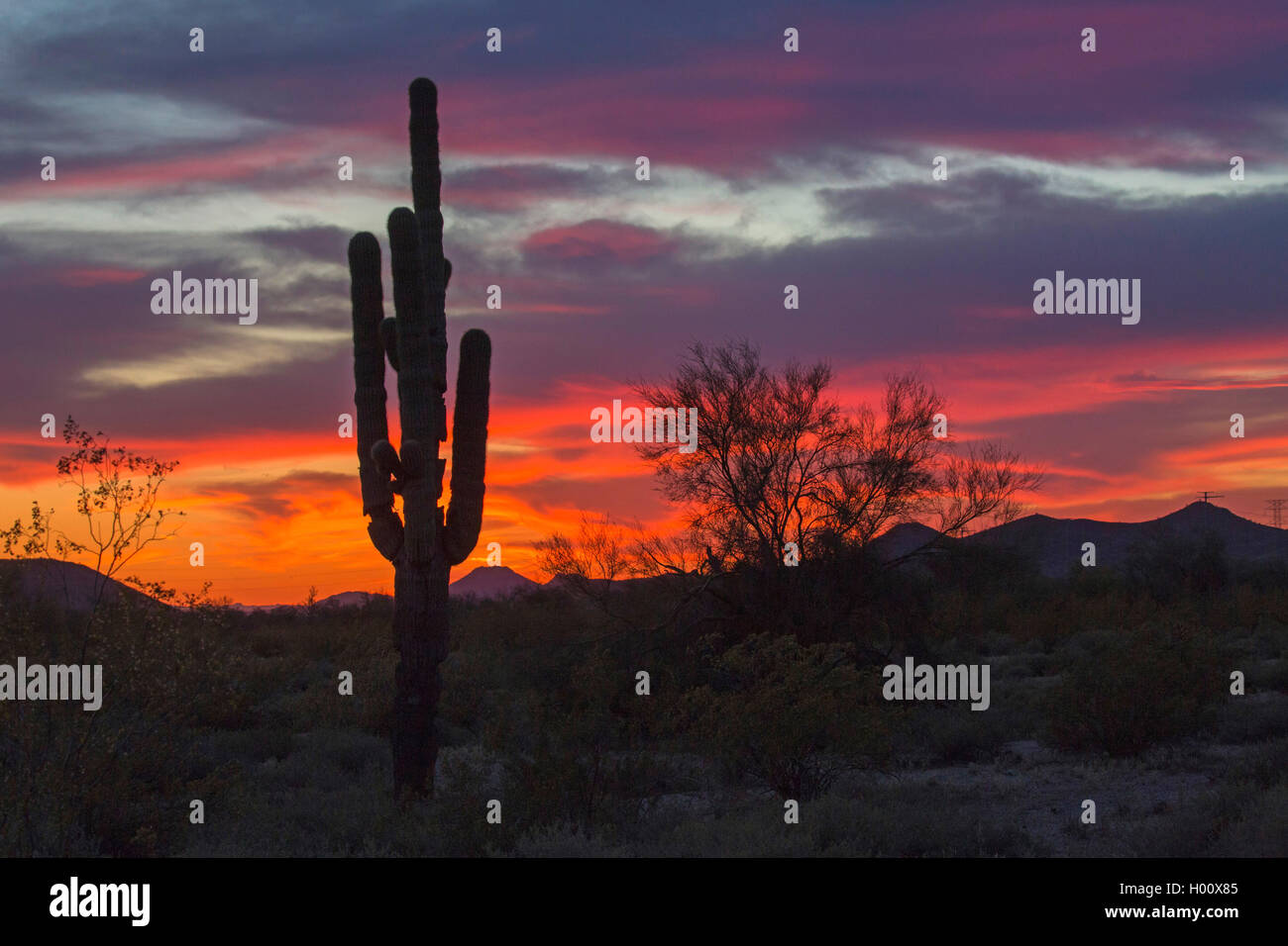 Saguaro-Kaktus, Saguarokaktus, Riesenkaktus, Kandelaberkaktus (Carnegiea gigantea, Cereus giganteus), bei Sonnenuntergang, USA,  Stock Photo