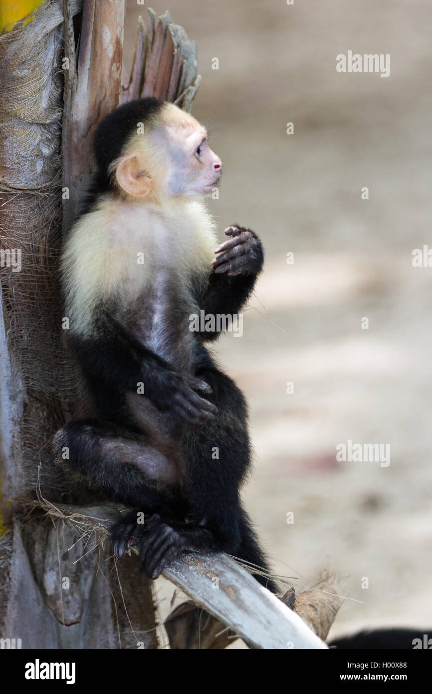 white faced monkey in Manuel Antonio natural park in Costa Rica Stock ...