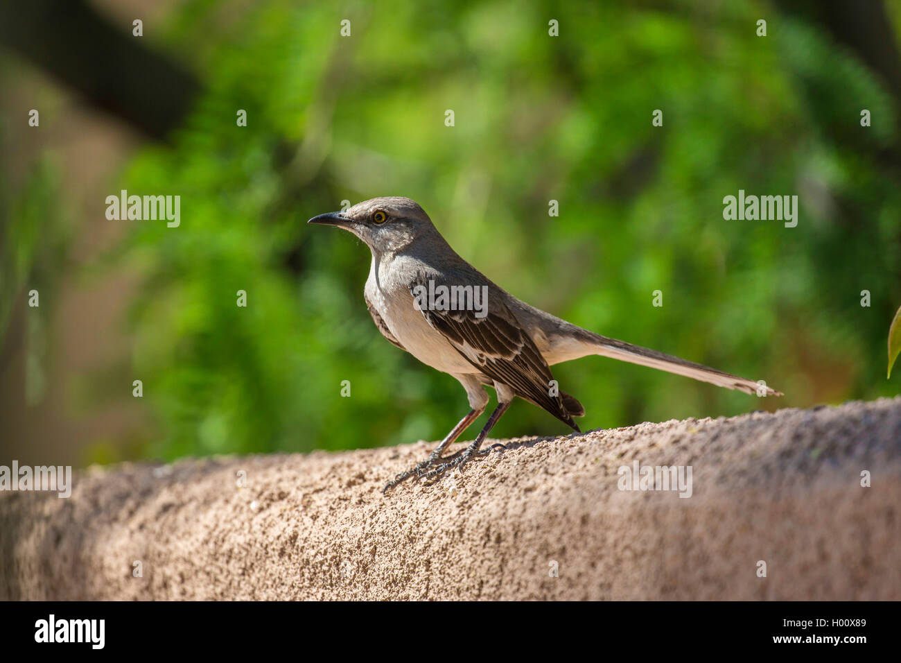 Northern mockingbird (Mimus polyglottos), sitting on a wall, USA, Arizona Stock Photo