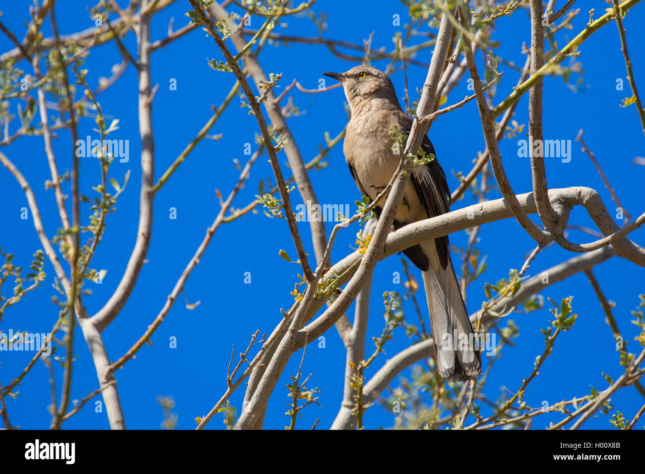 Northern mockingbird (Mimus polyglottos), sitting on a branch, USA, Arizona Stock Photo