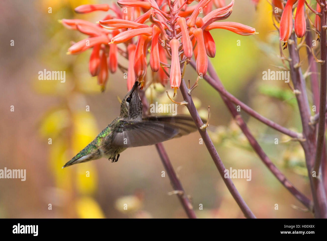 Kolibir, cf. Annakolibri (cf. Calypte anna), trinkt Nektar an Aloebluete, USA, Arizona | hummingbird (cf. Calypte anna), drinkin Stock Photo