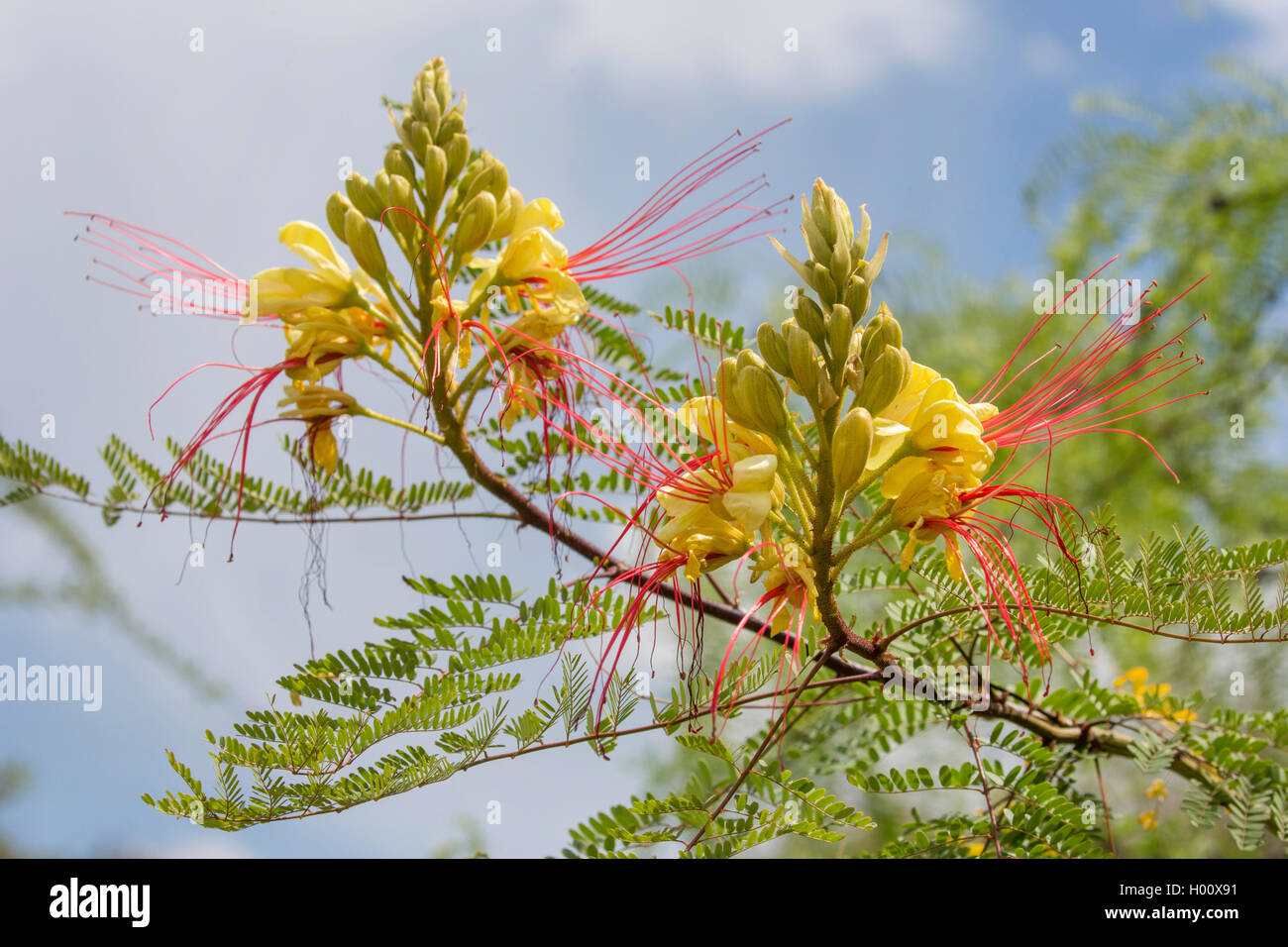 bird-of-paradise shrub (Caesalpinia gilliesii), blooming, USA, Arizona, Boyce Thompson Arboretum Stock Photo