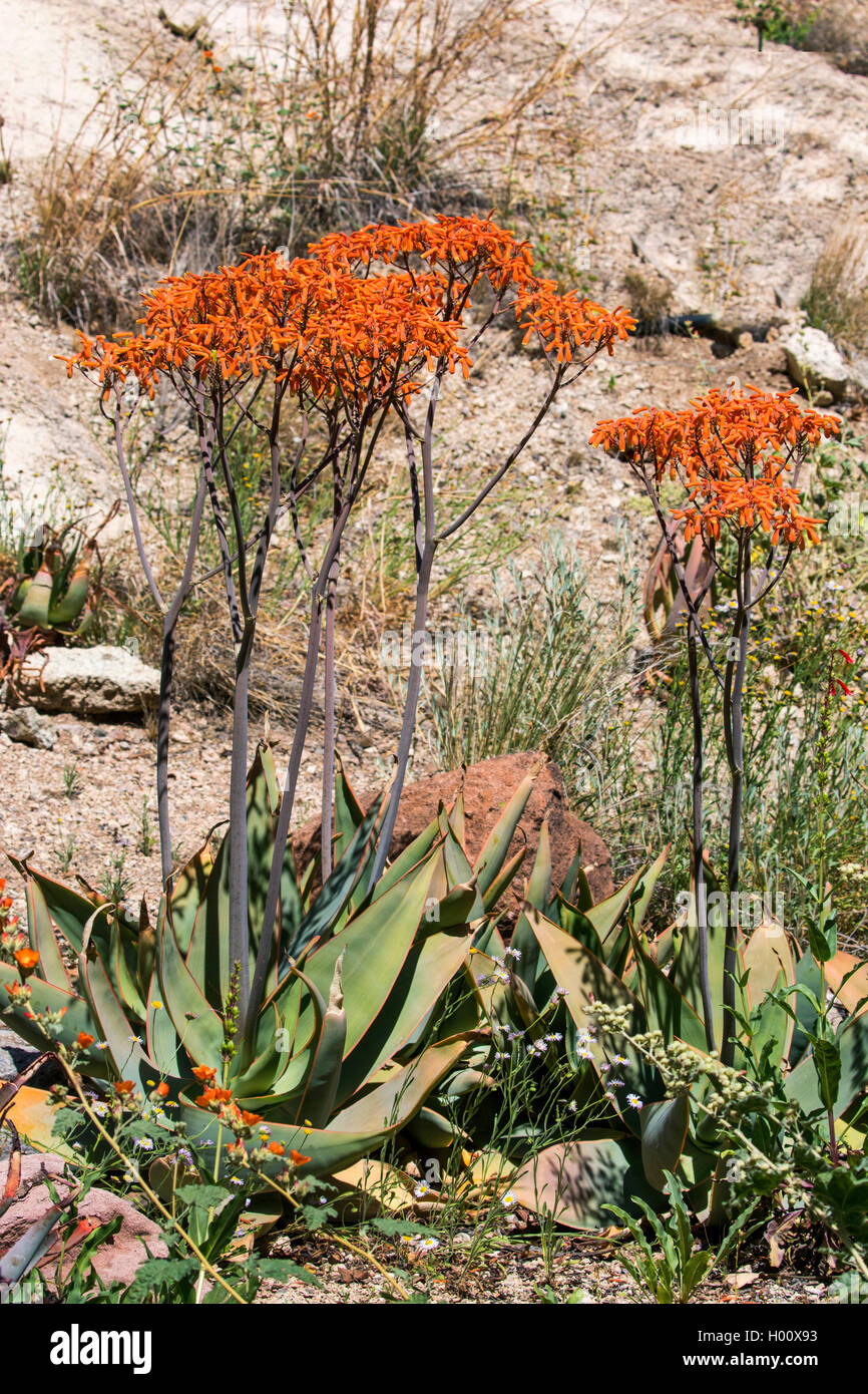 Korallen-Aloe, Korallenaloe (Aloe striata), bluehend, USA, Arizona, Boyce Thompson Arboretum | Coral Aloe (Aloe striata), bloomi Stock Photo