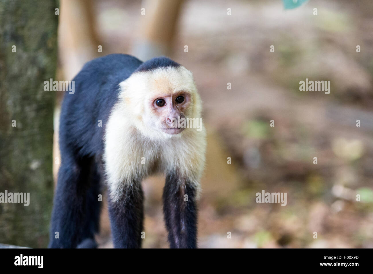 white faced monkey in Manuel Antonio natural park in Costa Rica Stock Photo