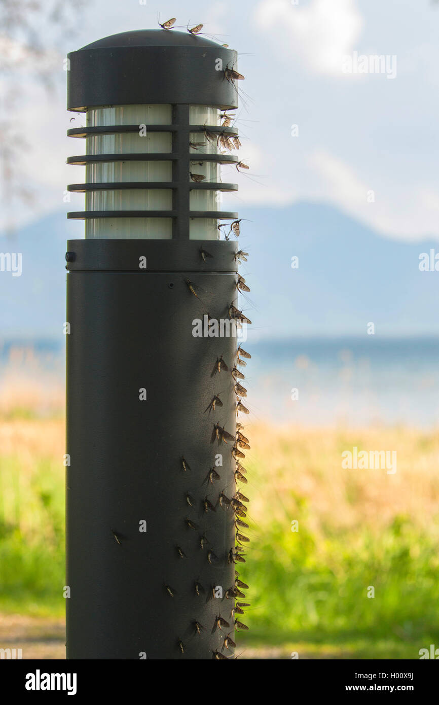 Common mayfly (Ephemera vulgata), many mayflies on a lamp, Germany, Bavaria, Lake Chiemsee Stock Photo