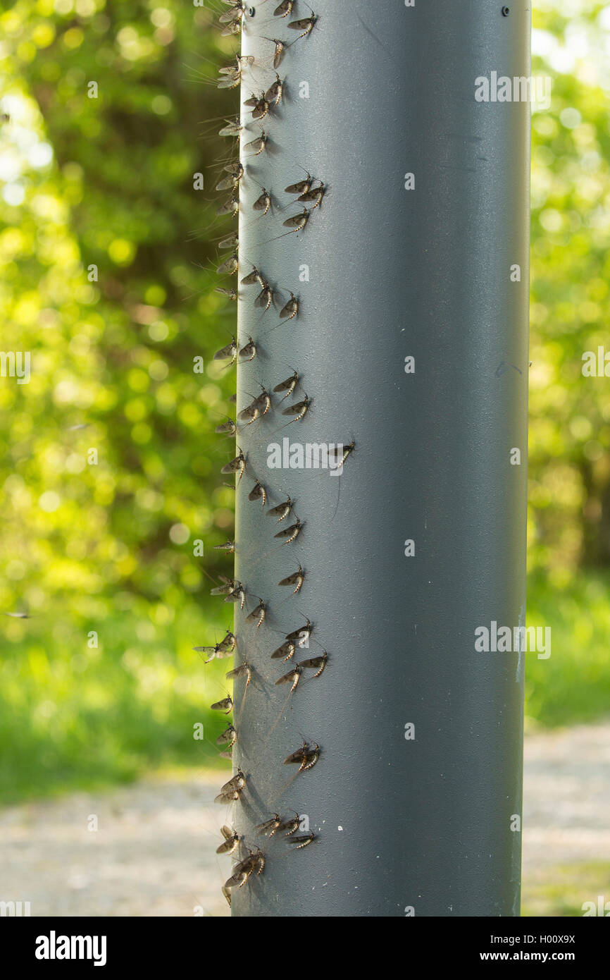 Common mayfly (Ephemera vulgata), sit at the downwind side of a street lamp, Germany, Bavaria, Lake Chiemsee Stock Photo