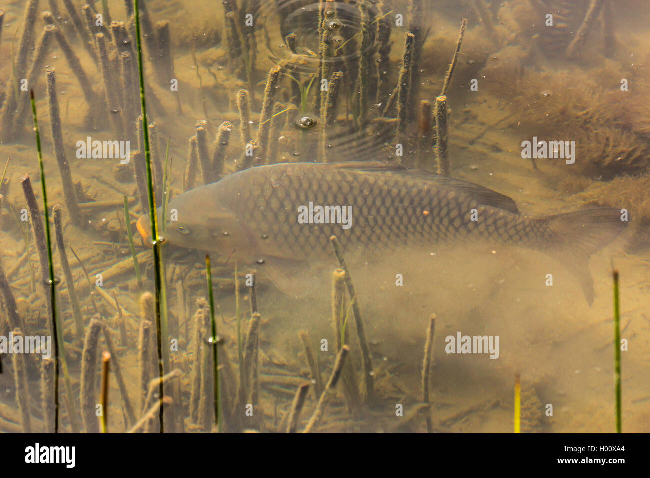 carp, common carp, European carp (Cyprinus carpio), carp dabbles at the bottom, Germany, Bavaria Stock Photo