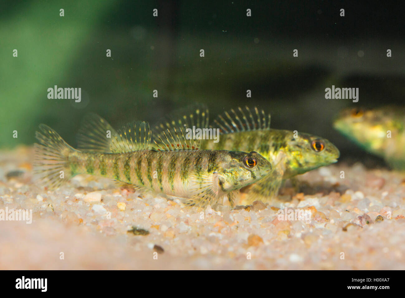 Banded Darter (Etheostoma zonale), rivaloeing females with nuptial colouration Stock Photo