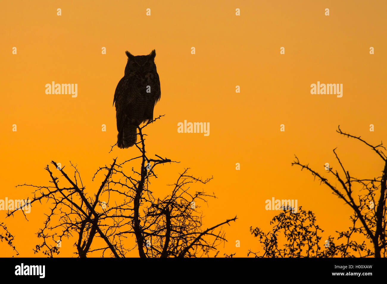 great horned owl (Bubo virginianus), sits on a branch in front of red evening sky, USA, Arizona, Sonoran Stock Photo