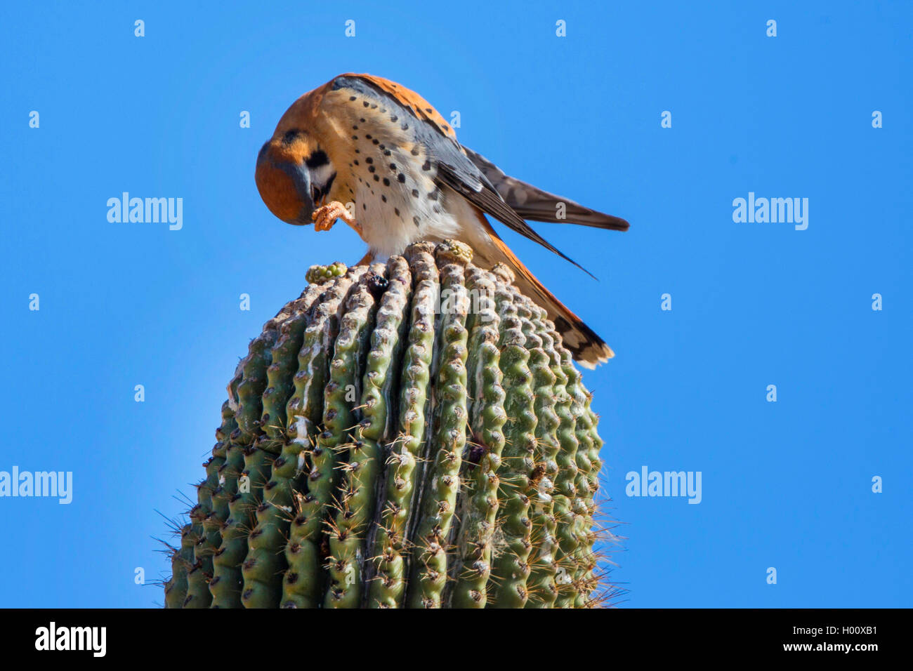 Buntfalke, Bunt-Falke, Amerikanischer Turmfalke (Falco sparverius), Maennchen auf Sitzwarte auf Saguarokaktus, USA, Arizona, Son Stock Photo