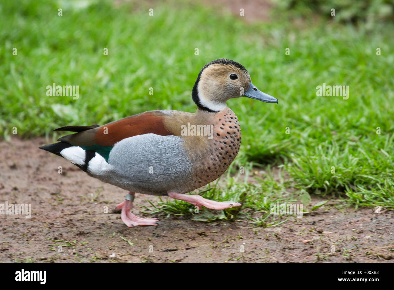 Ringed teal (Callonetta leucophrys), drake Stock Photo