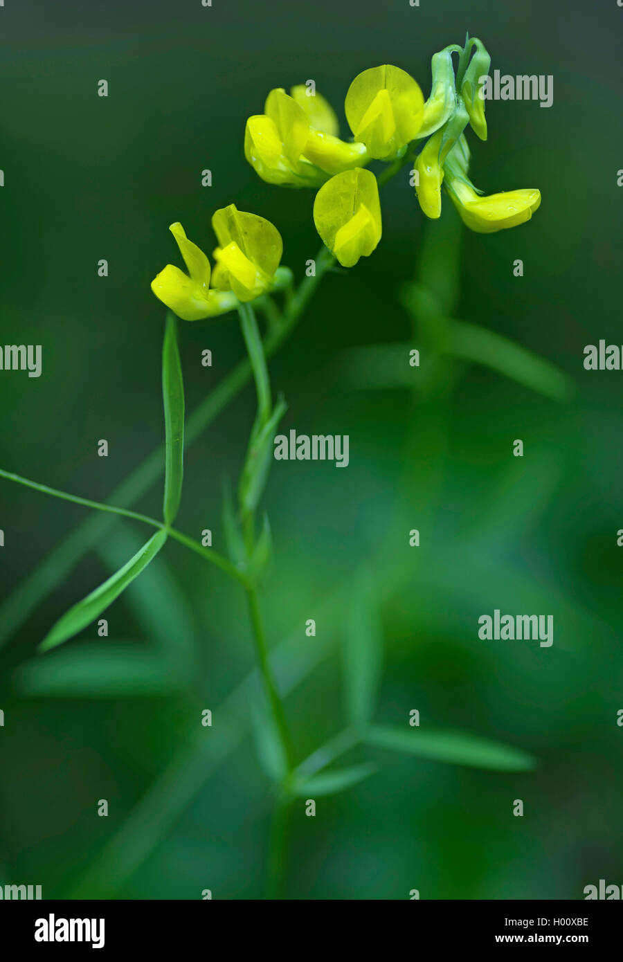 Meadow peavine, Meadow vetchling, Yellow vetchling (Lathyrus pratensis), inflorescence, Germany, Bavaria, Oberbayern, Upper Bavaria Stock Photo
