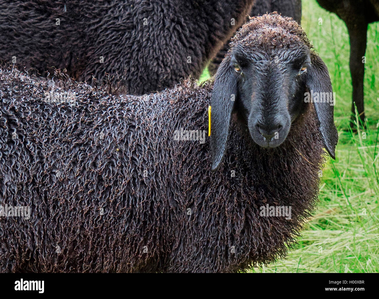 domestic sheep (Ovis ammon f. aries), black sheep, portrait, Germany, Bavaria, Oberbayern, Upper Bavaria Stock Photo