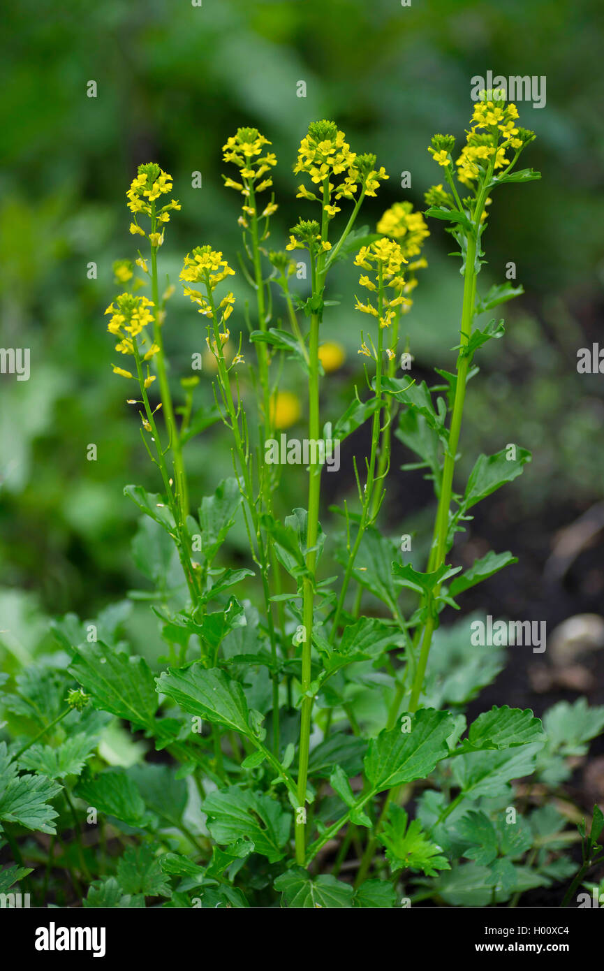 Upland cress hi-res stock photography and images - Alamy