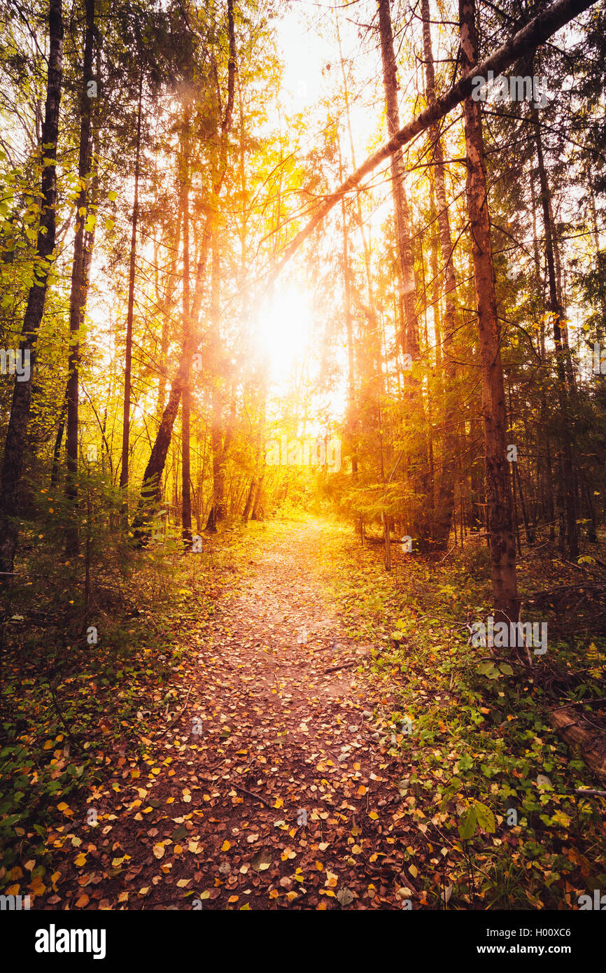 Sun shining over road, path, walkway through forest. Sunset Sunrise In ...