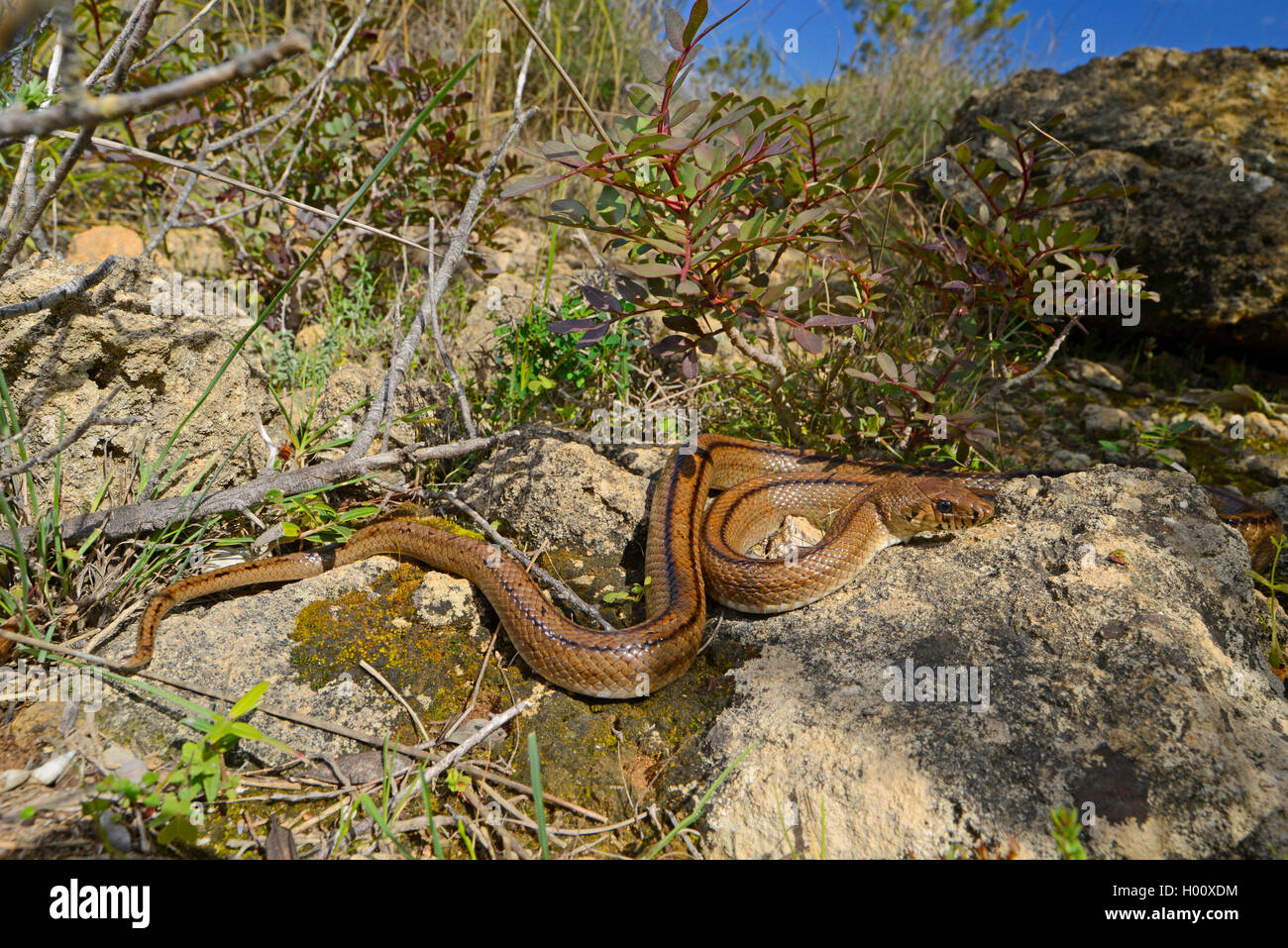 ladder snake (Elaphe scalaris, Rhinechis scalaris), sunbaths on a stone, Spain, Balearen, Menorca Stock Photo