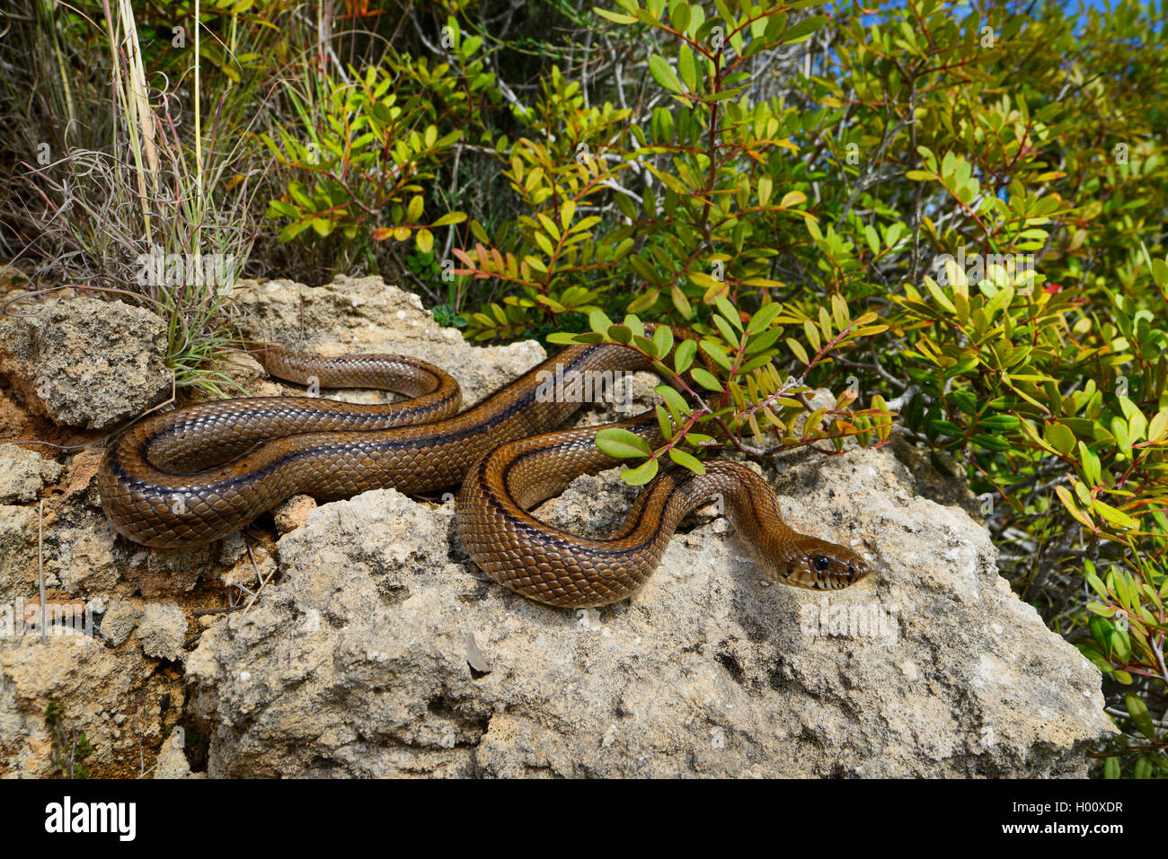 ladder snake (Elaphe scalaris, Rhinechis scalaris), creeps in its habitat, Spain, Balearen, Menorca Stock Photo