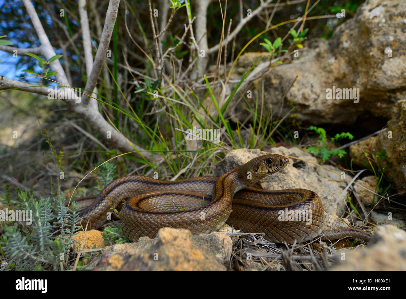 ladder snake (Elaphe scalaris, Rhinechis scalaris), sunbaths on a rock, Spain, Balearen, Menorca Stock Photo
