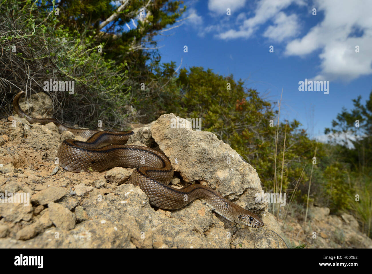 ladder snake (Elaphe scalaris, Rhinechis scalaris), creeps in its