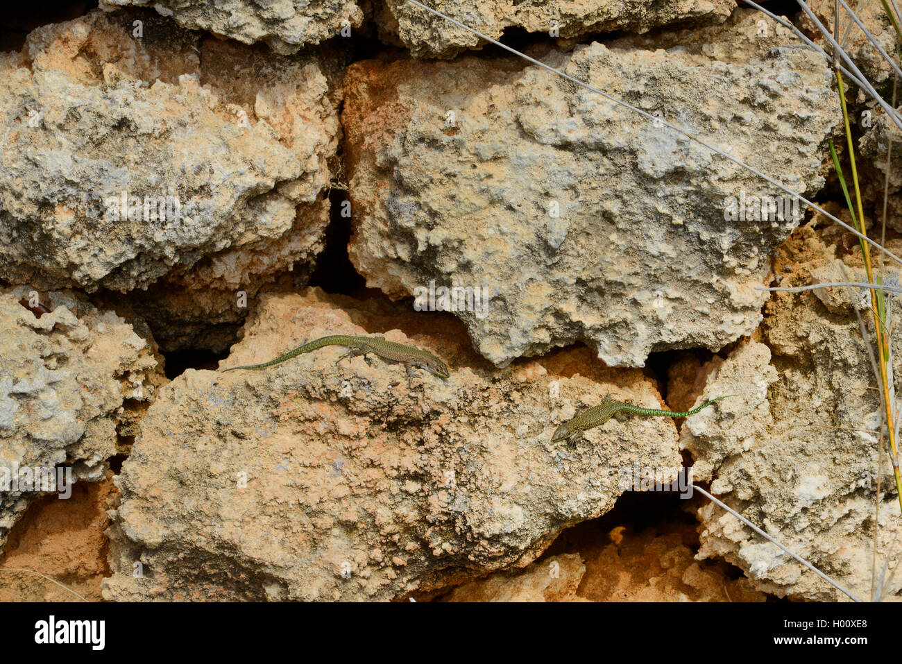 Natural menorca stone hi-res stock photography and images - Alamy
