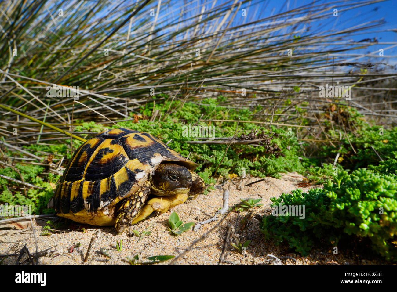 Hermann's tortoise, Greek tortoise (Testudo hermanni), in its habitat, Spain, Balearen, Menorca Stock Photo