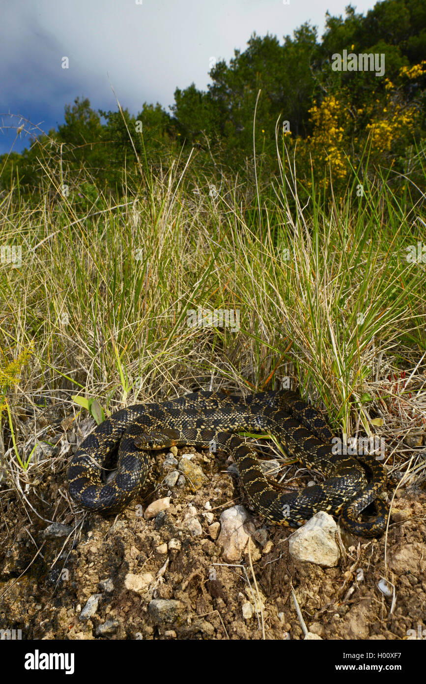 horseshoe snake, horseshoe whip snake (Hemorrhois hippocrepis, Coluber hippocrepis  ), takes a sunbath, Spain, Balearen, Majorca Stock Photo