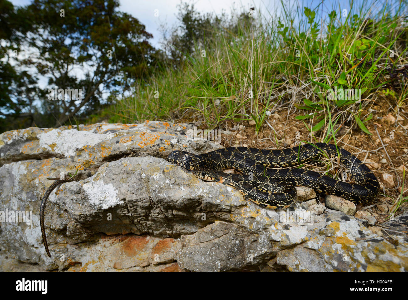 horseshoe snake, horseshoe whip snake (Hemorrhois hippocrepis, Coluber
