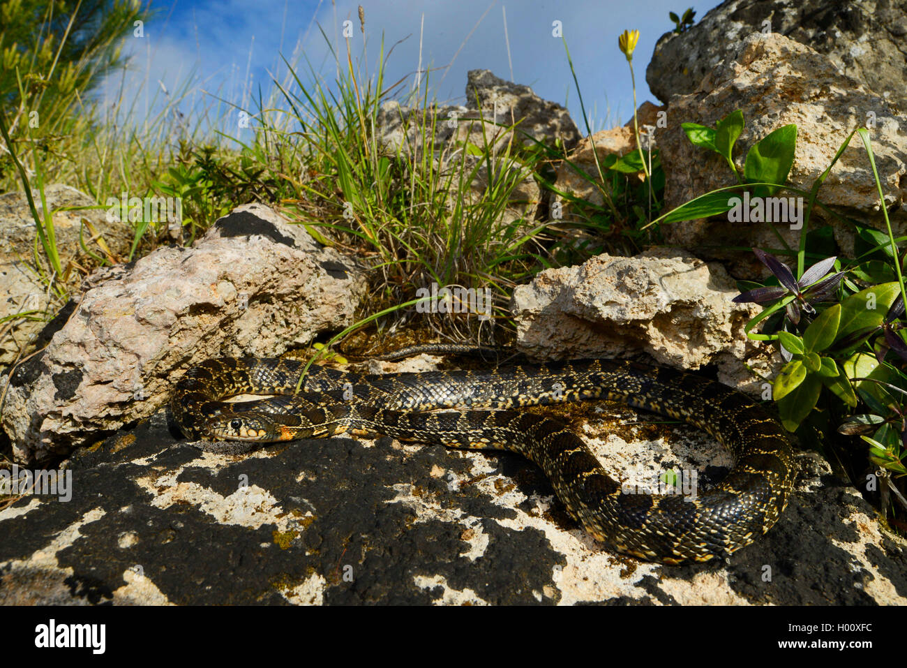 horseshoe snake, horseshoe whip snake (Hemorrhois hippocrepis, Coluber hippocrepis  ), takes a sunbath on a rock, Spain, Balearen, Majorca Stock Photo