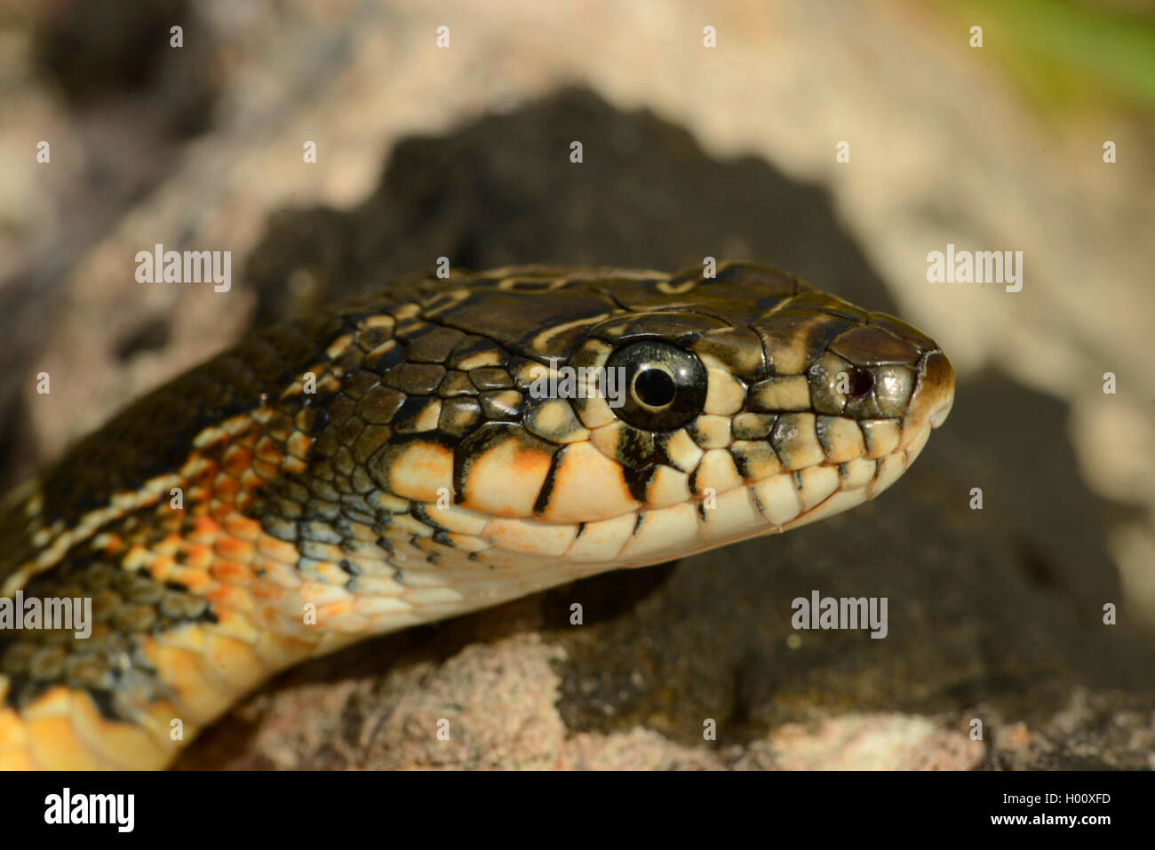 Horseshoe snake, Horseshoe whip snake (Hemorrhois hippocrepis, Coluber hippocrepis  ), portrait, Spain, Balearen, Majorca Stock Photo