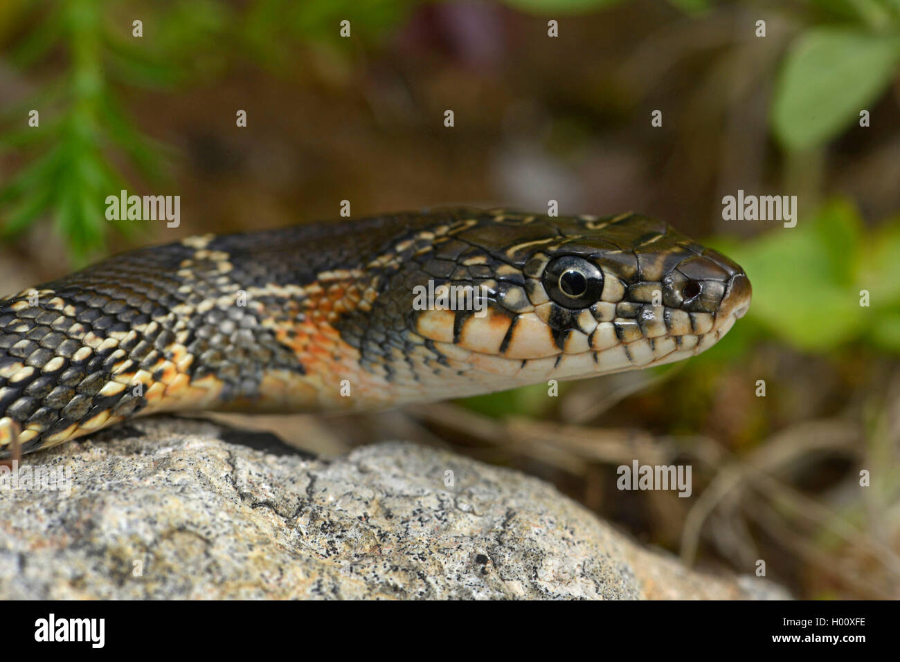 Horseshoe snake, Horseshoe whip snake (Hemorrhois hippocrepis, Coluber ...