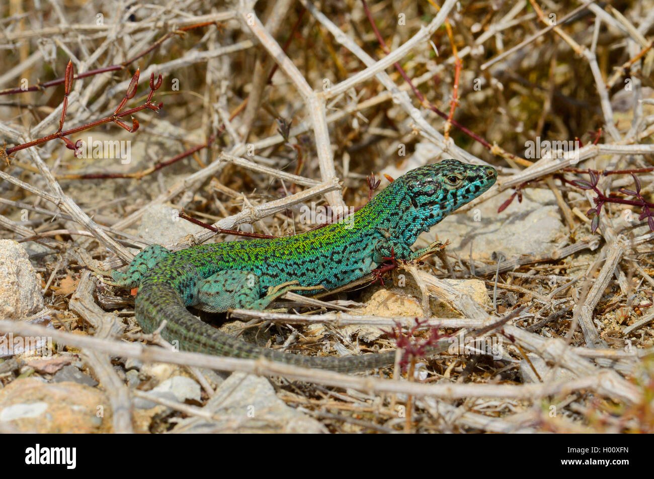 Formentera wall lizard (Podarcis pityusensis formenterae, Podarcis formenterae), male, Spain, Balearen, Formentera Stock Photo
