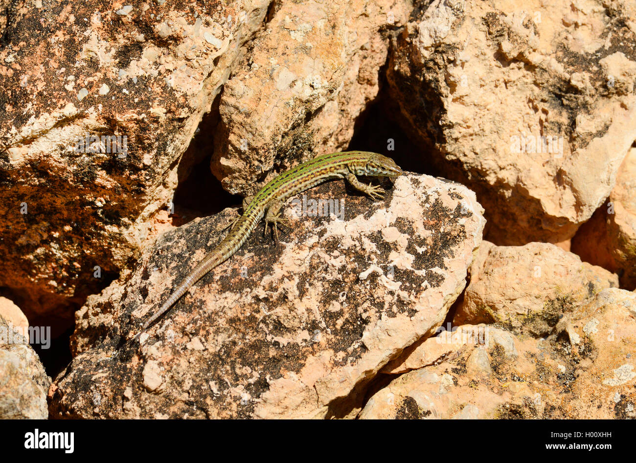 Ibiza wall lizard (Podarcis pityusensis, Lacerta pityusensis), female on a dry-stone wall, Spain, Balearen, Ibiza Stock Photo