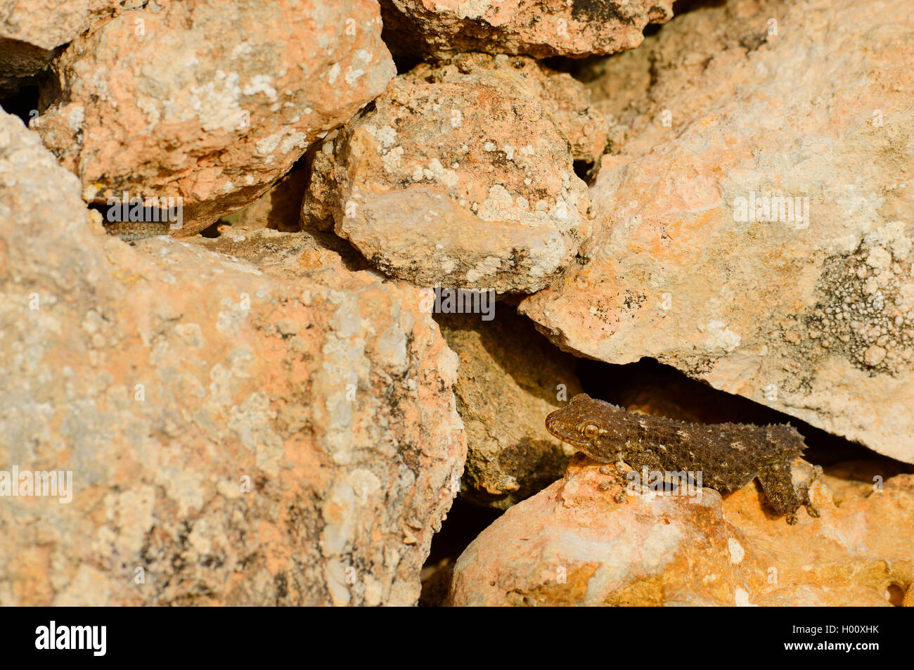 Common wall gecko, Moorish gecko, Moorish Wall Gecko, Salamanquesa, Crocodile gecko, European common gecko, Maurita naca gecko (Tarentola mauritanica), peers out of a wall crevice, Spain, Balearen, Ibiza Stock Photo