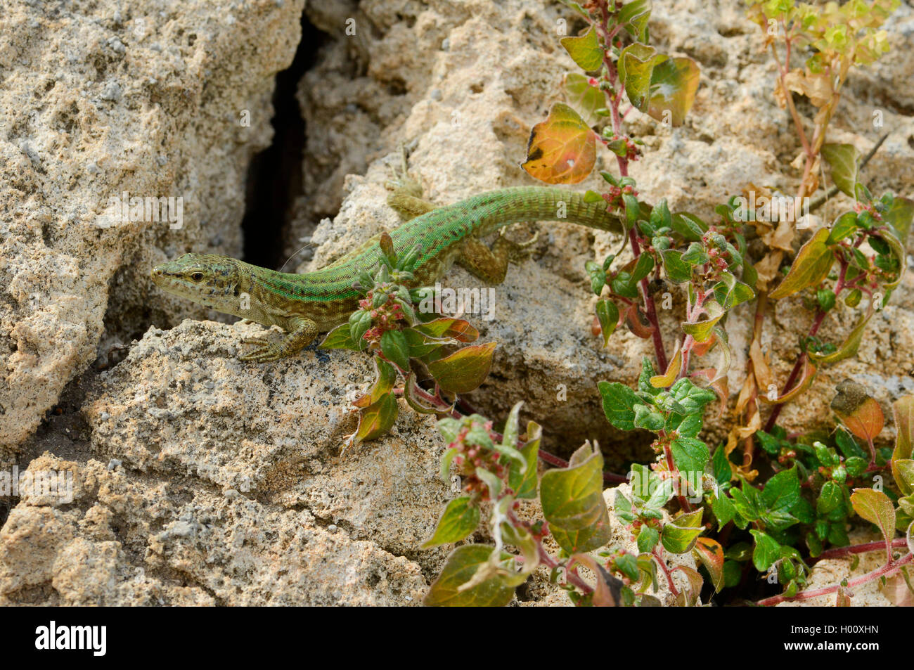 Ibiza wall lizard (Podarcis pityusensis, Lacerta pityusensis, Podarcis pityusensis pityusensis  ), abandoned Ibiza wall lizard at the harbour of Cala Rajada, Spain, Balearen, Majorca Stock Photo