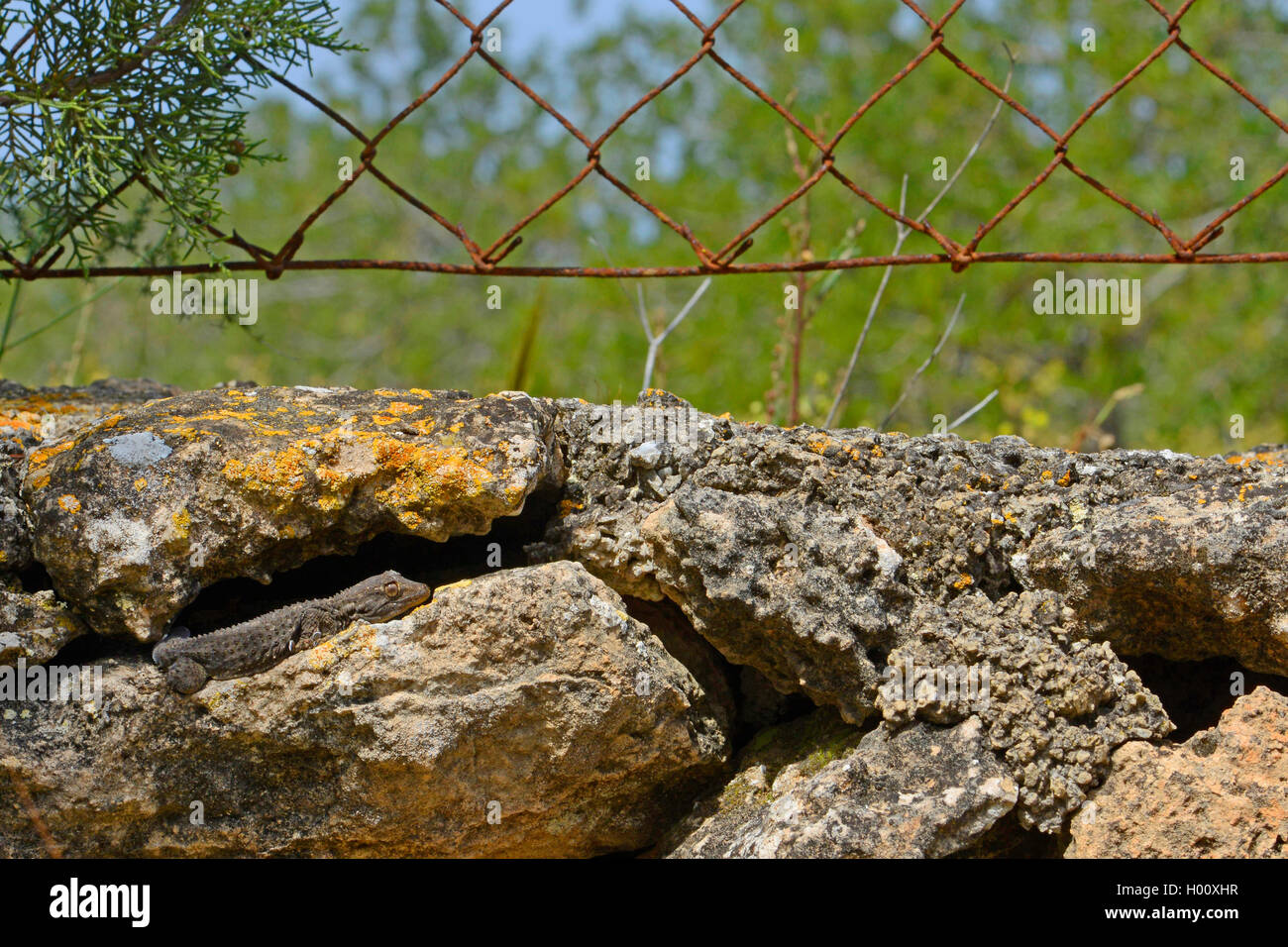 Common wall gecko, Moorish gecko, Moorish Wall Gecko, Salamanquesa