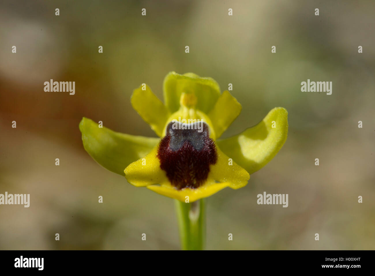 yellow bee orchid (Ophrys lutea), flower, Spain, Balearen, Menorca Stock Photo