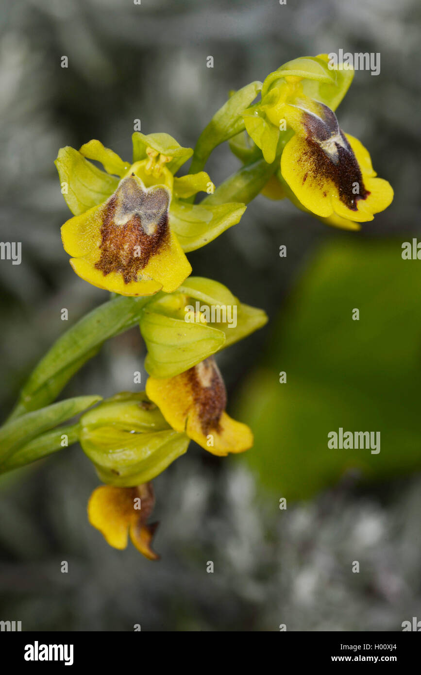 yellow bee orchid (Ophrys lutea), blooming, Spain, Balearen, Menorca Stock Photo